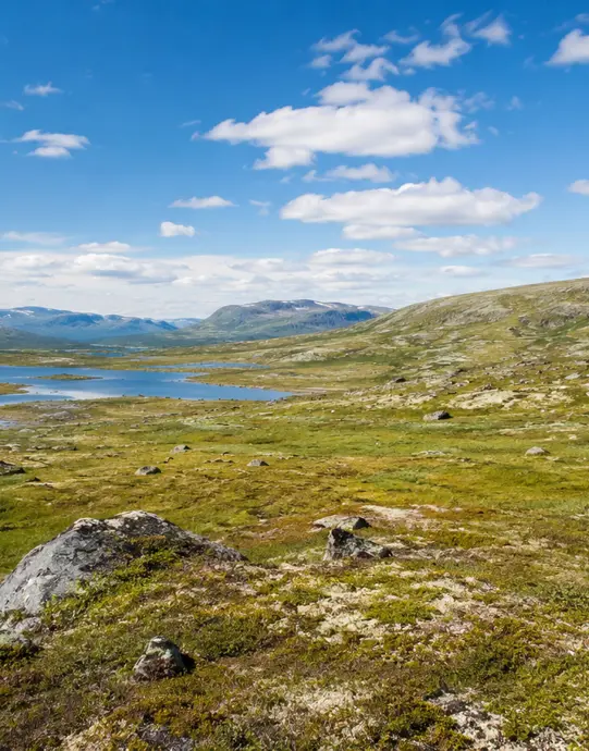 Viddevår